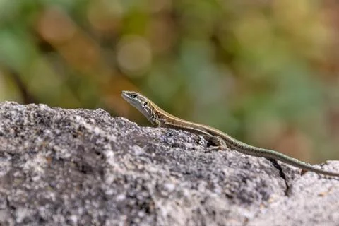 Close-up lizard on a rock Stock Photos