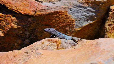 Close-up of a lizard on a rock Fotos de archivo