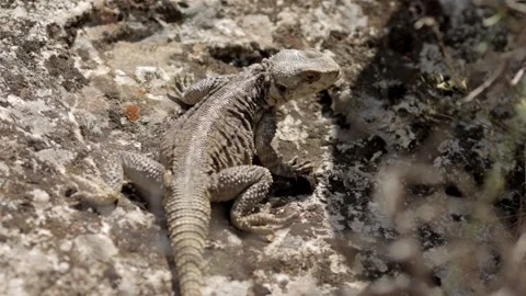Close-up of a lizard on rocks, staring at the camera, then quickly running away Stock Footage 298885142