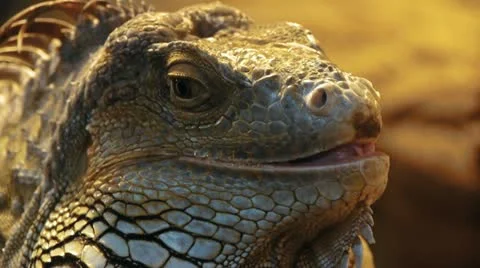 Close Up of a Lizard, Saurian Stock Footage 21778084
