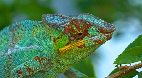 Close up of a lizard, selective focus Stock Photos