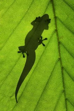 Close up of a lizard silhouette on the leaf with copy space Stock Photos