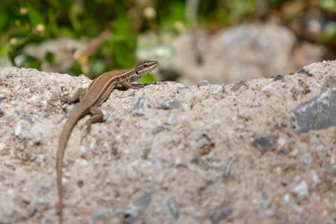 Close-up of a lizard standing on the stone and blurry nature background with Stock-Fotos