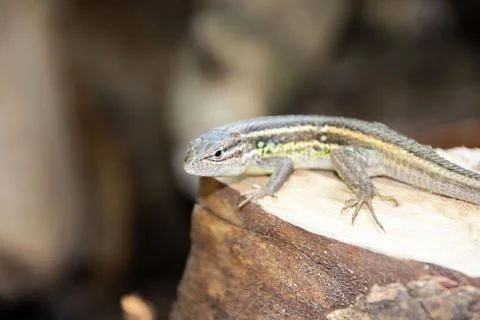 Close-up of a lizard on a stump Foto stock