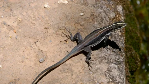 Close-up of a lizard sunbathing, near a stream, Chapada Diamantina, Brazil Stock Footage 237477630