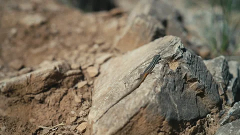 Close up of Lizard Sunbathing On Rock In Nature Stock Footage 333699829