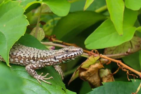 A close up of a lizard walking over green leaves Stock Photos