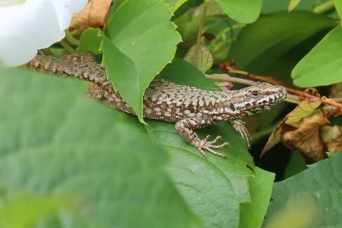 A close up of a lizard walking over green leaves Stock Photos