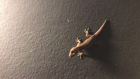 Close up lizard on the wall near light bulb. Stock Footage 90302394