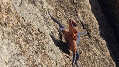 Close up of a lizard weighs on a stone on a hot summer day Stock Footage 104996243