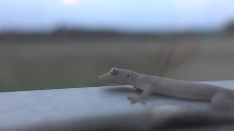 Close up Lizard in the window Stock Footage 107778189
