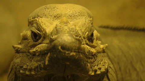 Close up of Lizards Stock Footage 139115968