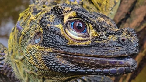 A close up of a lizards head and eye Video stock 263674280