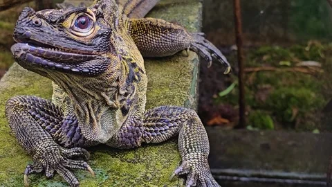 A close up of a lizards head Stock Footage 271521795