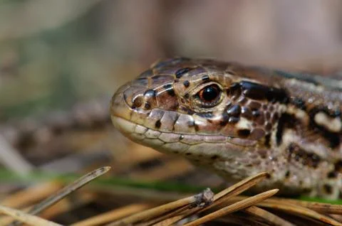 Close up of a lizard's head Stock Photos
