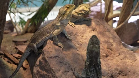 Close up of a Lizards relaxing  Stock Footage 278045393