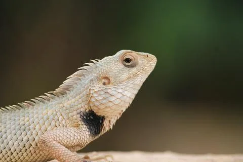 Close up of a lizzard under the sun,Red-headed Lizard,oriental garden lizard, Stock Photos