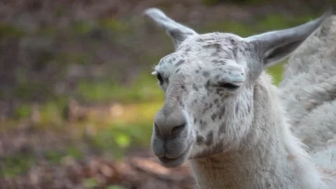 Close up of Llama and ears Stock Footage 277294714