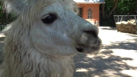 Close up Llama being treated with bread by the visitors Vídeo Stock 92245955