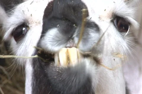 Close up of a llama chewing Stock-Footage 587427