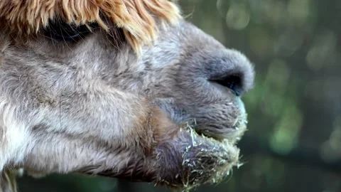 Close up of a llama eating grass Video stock 330761729