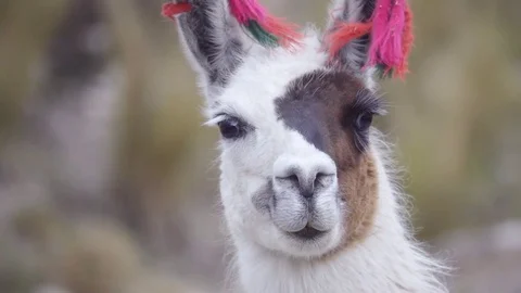 Funny llama online videos