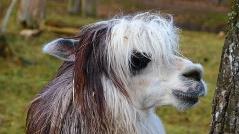 Close up of Llama Stock Footage 121928196