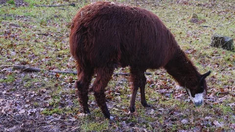 Close up of Llama Stock Footage 121928399