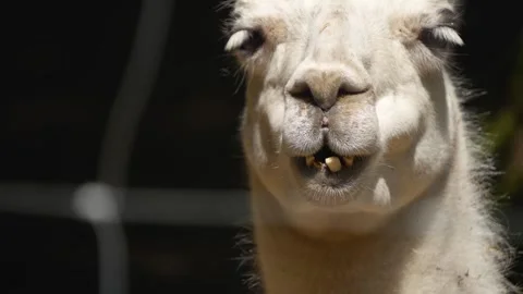 Close up of a Llama  Stock Footage 242101693
