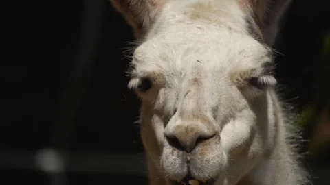 Close up of Llama  Stock Footage 242122738