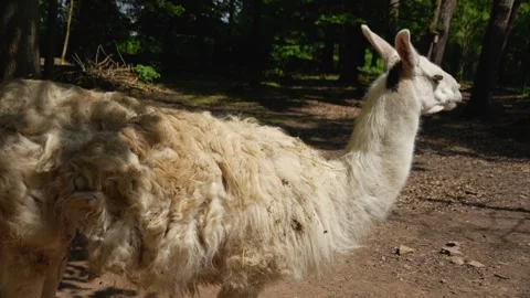 Close up of Llama Stock Footage 242142406