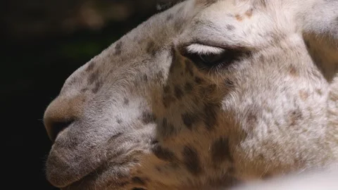 Close up of a Llama head  Stock Footage 243255690