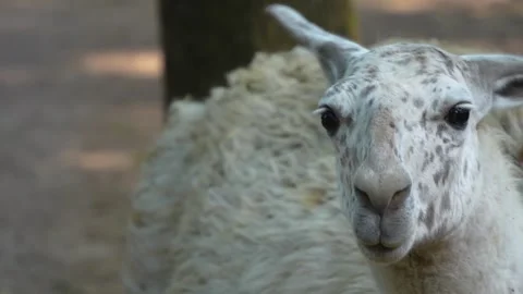 Close up of a Llama head  Stock Footage 277229828