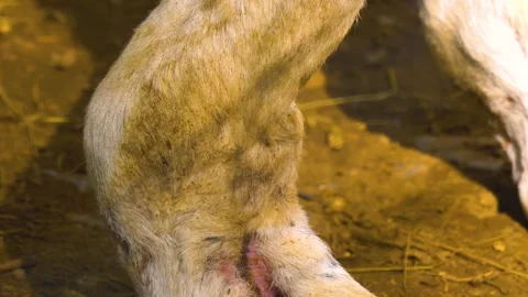 Close up of llama head Stock Footage 309936774