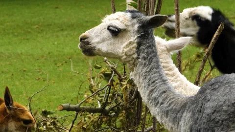 Close up of Llama heads Stock Footage 135066057