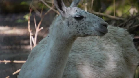 Close up of Llama looking Stock Footage 260137711
