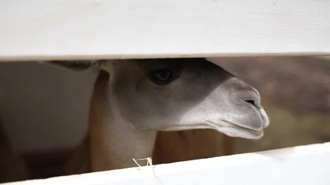 A close-up of a llama peeking out from behind a white wooden fence, looking with Stock Footage 304002802