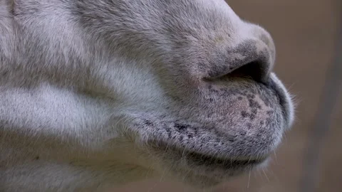 Close up of Llama snout Video stock 260539213
