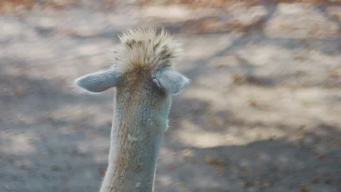 A close-up of a llama's head with a focus on its expressive face and fluffy.. Vidéo 293088378
