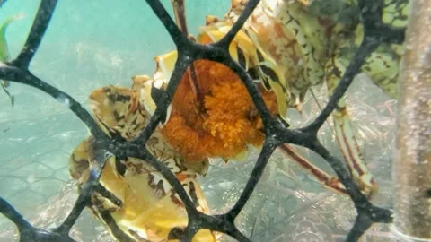 Close up lobster devouring inside trap Stock Footage 236478618