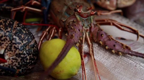 Close Up of Lobster Vidéo 52934555