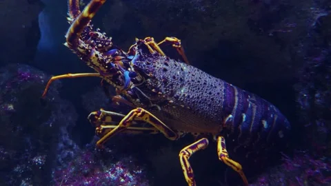 Close up of lobster  Video stock 143219516