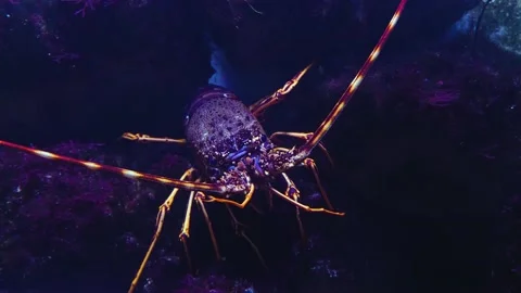 Close up of  lobster Stock Footage 143416395