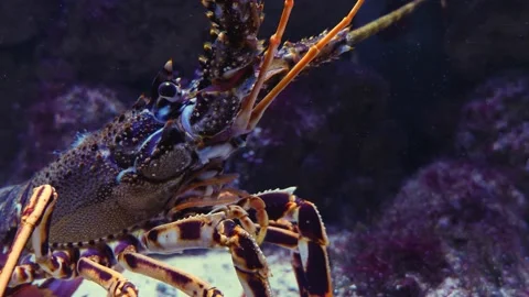 Close up of lobster head Stock Footage 141613198