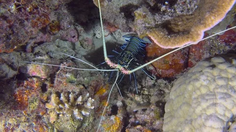 Close-up of a lobster hidden under coral. Exploration of the seabed. Stock Footage 320117562