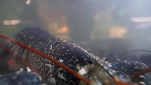 Close-up of a lobster moving inside a restaurant aquarium Stock Footage 327466458