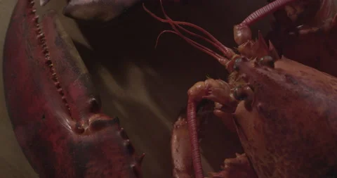 Close-up lobster on table, lobsters Stock Footage 146417831