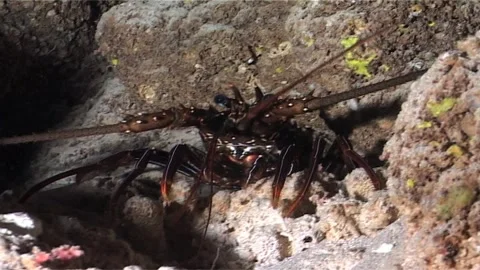 Close Up Of Lobster In Underwater Stock Footage 300064490