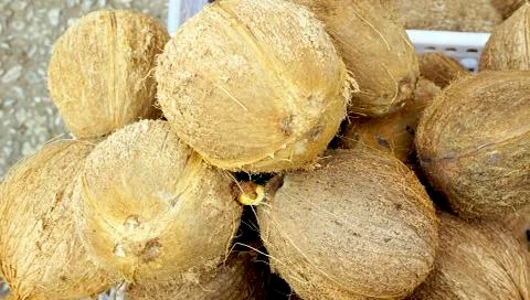 Close up local Coconuts Stock Photos