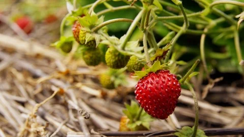 Close-Up, Lockdown, 10 Seconds Or Greater, Focus On Foreground, Outdoors, Day, Stock Footage 94008962
